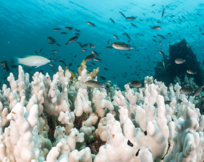some-hopeful-news-about-the-future-of-the-world’s-corals