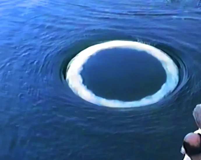 whales-blow-bubble-rings—and-they-might-be-talking-to-us