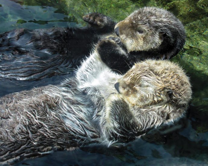 sea-otters-to-get-another-chance-in-oregon-and-northern-california