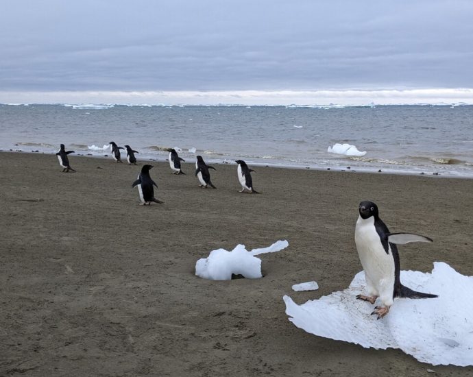 penguins-in-antarctica-could-actually-be-helping-cool-the-climate…-with-their-poop