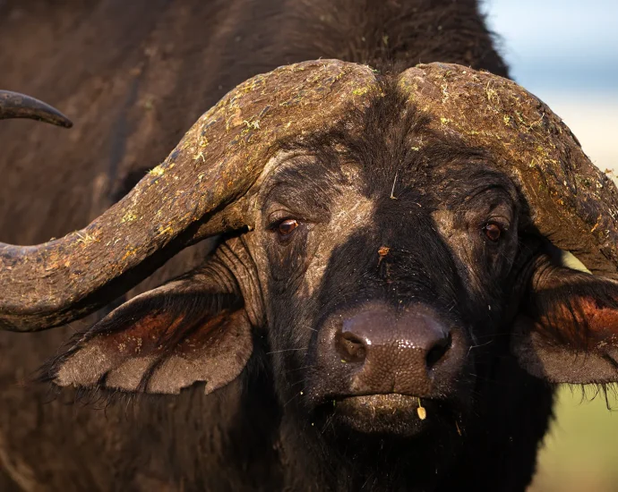 why-past-mass-extinctions-didn’t-break-ecosystems—but-this-one-might