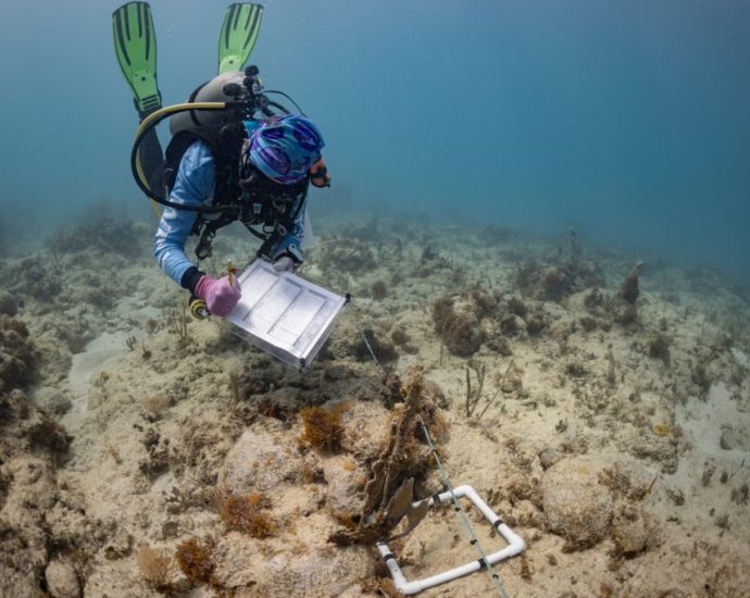 engineering-coral-reefs-of-the-future