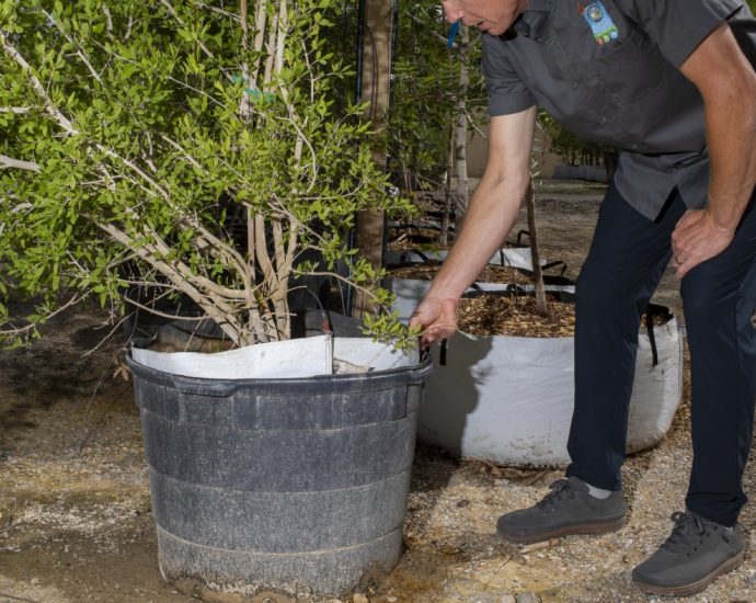 faced-with-rising-temps,-las-vegas-is-embracing-a-simple-climate-solution:-more-trees