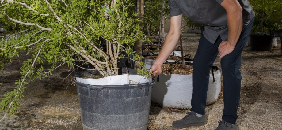 faced-with-rising-temps,-las-vegas-is-embracing-a-simple-climate-solution:-more-trees