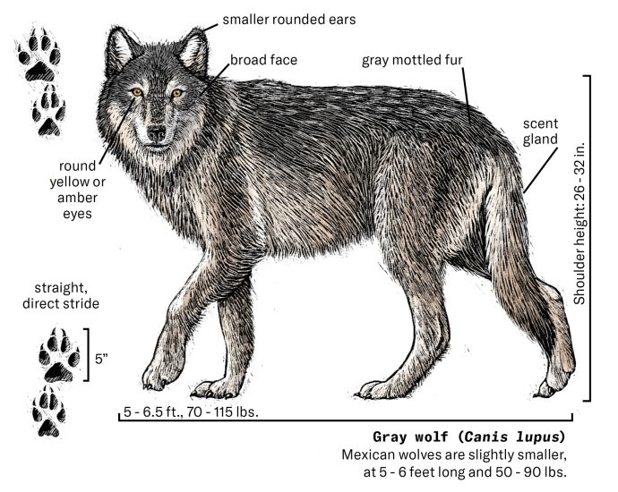 wolves-return-to-the-west