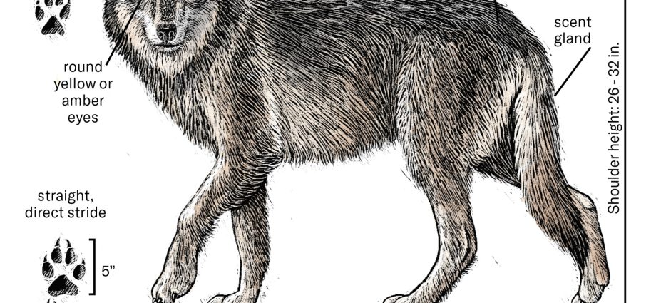 wolves-return-to-the-west