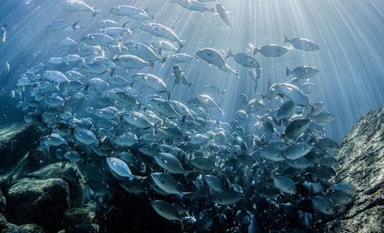 greed-is-driving-oceans-toward-collapse