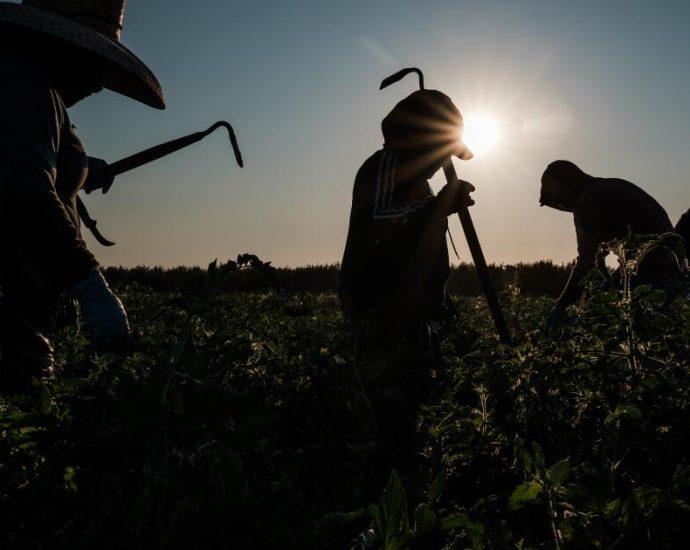 ice-expands-immigration-raids-into-california’s-agricultural-heartland