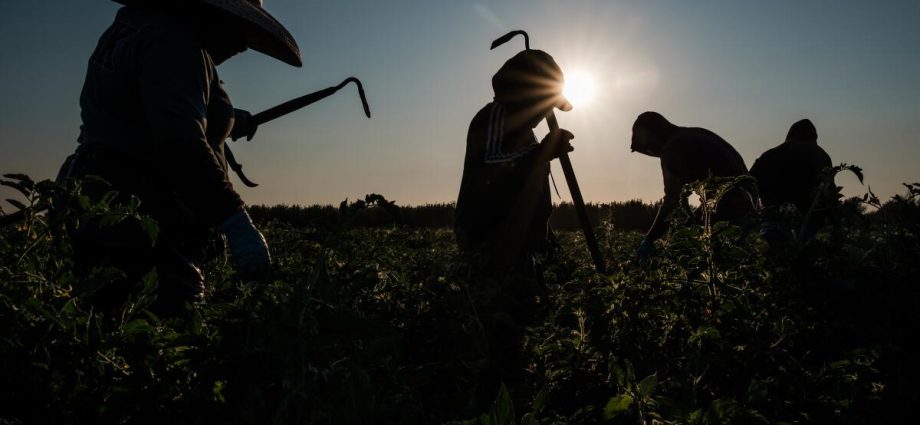 ice-expands-immigration-raids-into-california’s-agricultural-heartland