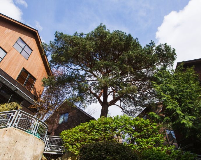 in-seattle,-preserving-trees-while-increasing-housing-supply-is-a-climate-solution