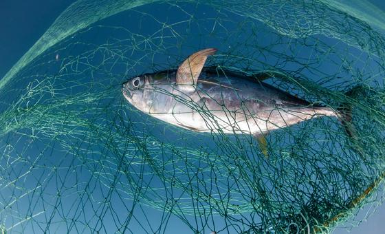 ‘plenty-of-fish-in-the-sea’?-not-anymore,-say-un-experts-in-nice