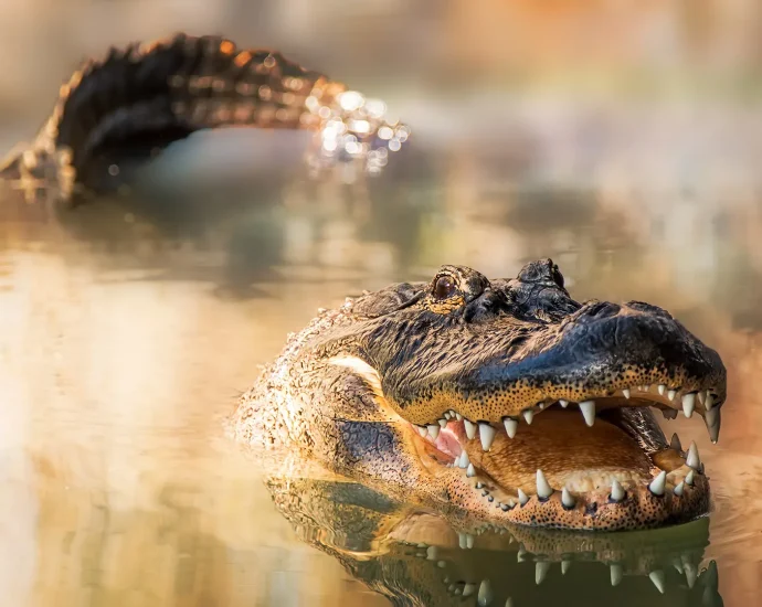 something-more-toxic-than-gators-is-hiding-in-the-swamps