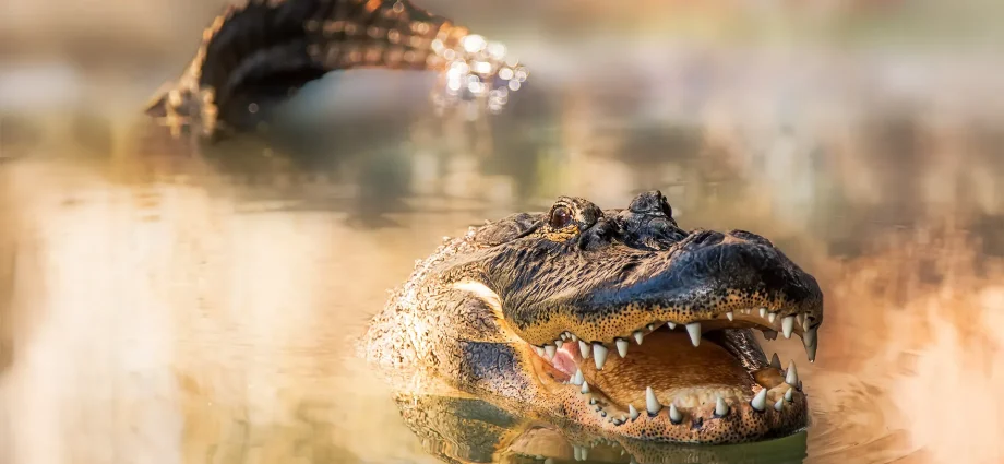 something-more-toxic-than-gators-is-hiding-in-the-swamps
