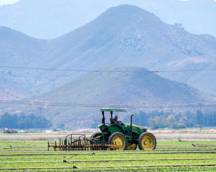 eerie-silence-hangs-over-central-coast-farm-fields-in-wake-of-ice-raids