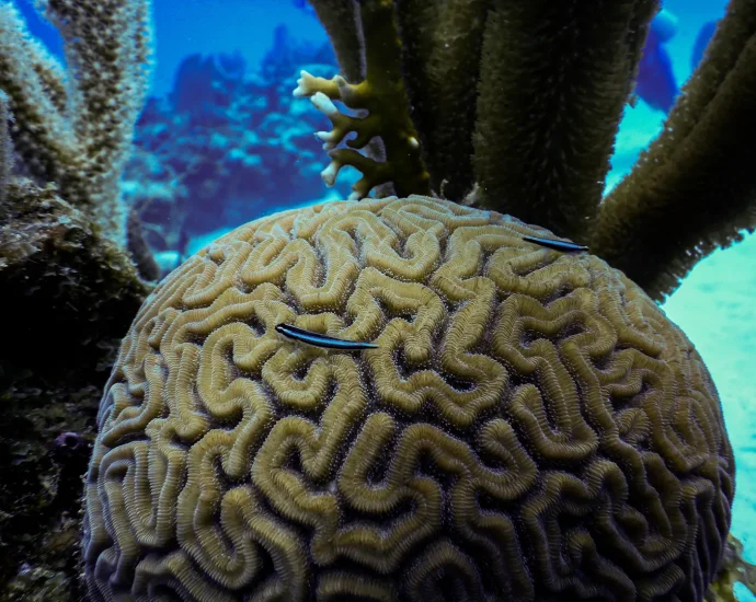 cleaner-fish:-tiny-healers-or-hidden-spreaders-in-coral-reef-ecosystems?