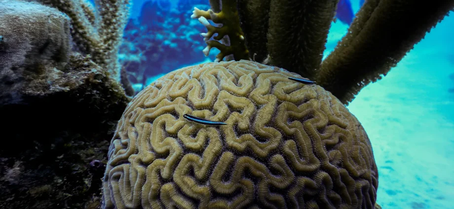 cleaner-fish:-tiny-healers-or-hidden-spreaders-in-coral-reef-ecosystems?