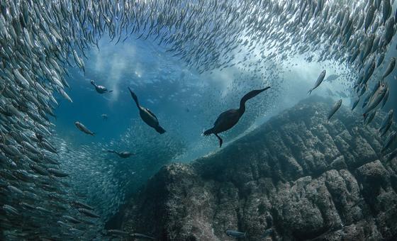 un-ocean-summit-in-nice-closes-with-wave-of-commitments