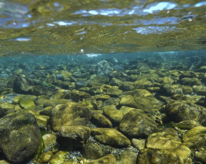 after-a-century-of-logging,-lands-along-california’s-klamath-river-returned-to-tribe