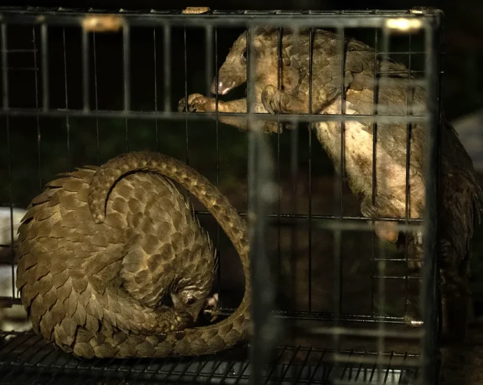 africa’s-pangolin-crisis:-the-delicacy-that’s-driving-a-species-to-the-brink