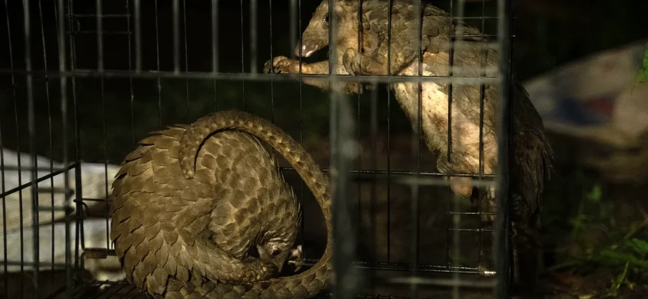 africa’s-pangolin-crisis:-the-delicacy-that’s-driving-a-species-to-the-brink