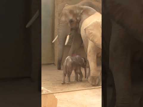 german-zoo-welcomes-baby-elephant