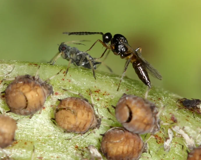 tiny-wasp’s-shocking-reproductive-trick-may-transform-global-agriculture