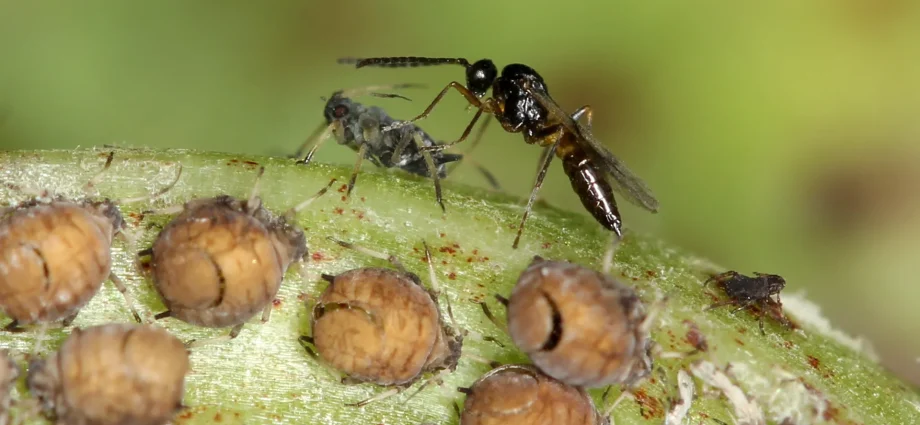tiny-wasp’s-shocking-reproductive-trick-may-transform-global-agriculture