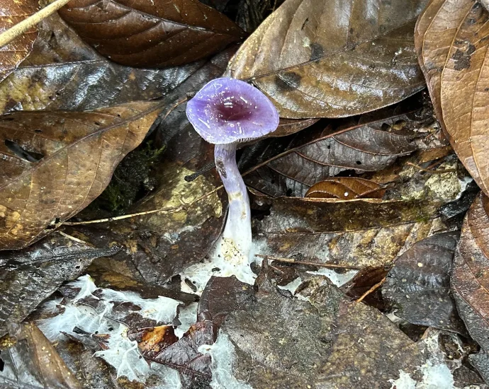 83%-of-earth’s-climate-critical-fungi-are-still-unknown