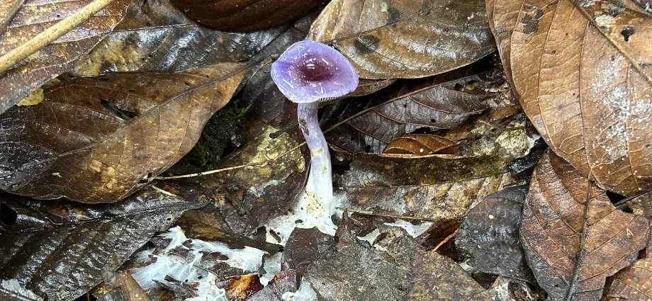 83%-of-earth’s-climate-critical-fungi-are-still-unknown
