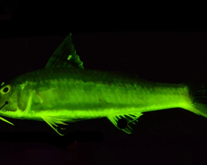 rainbow-reefs-revealed:-the-secret-112-million-year-saga-of-glowing-fish