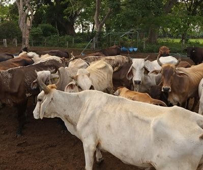 usda-seeks-to-combat-spread-of-new-world-screwworms-into-us.