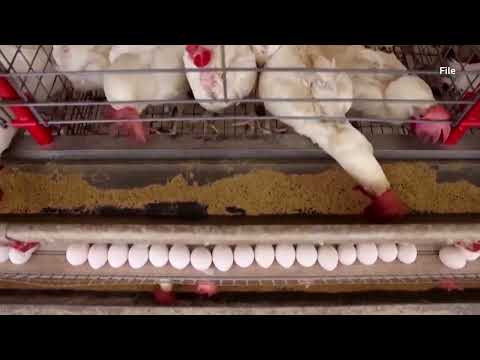 brazil-declares-itself-bird-flu-free-and-aims-to-resume-exports-|-reuters