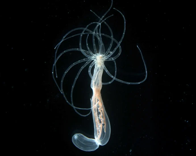 600-million-year-old-body-blueprint-found-in-sea-anemones