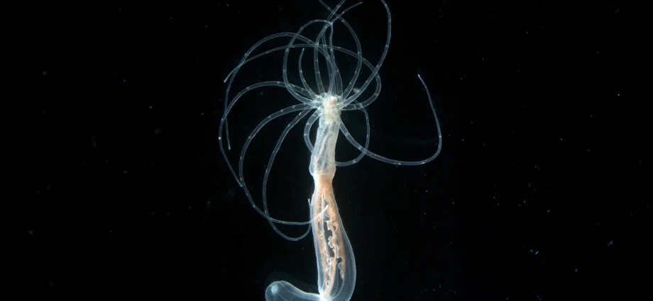 600-million-year-old-body-blueprint-found-in-sea-anemones