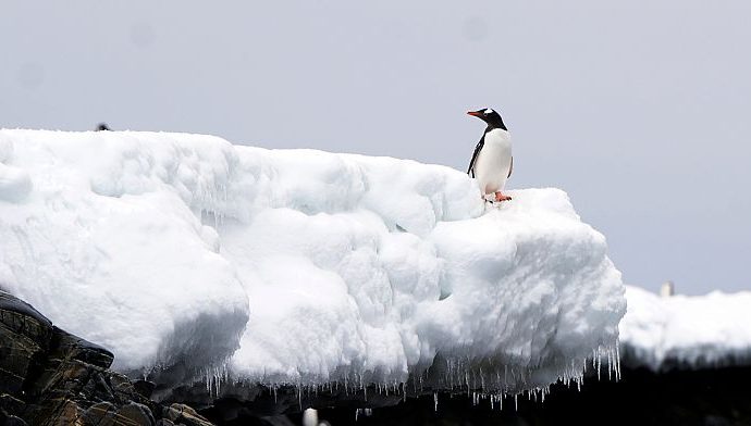 warming-seas-threaten-antarctic-ecosystems,-scientists-warn