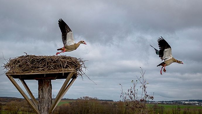 cristian’s-famous-white-storks-get-tagged-in-new-conservation-effort