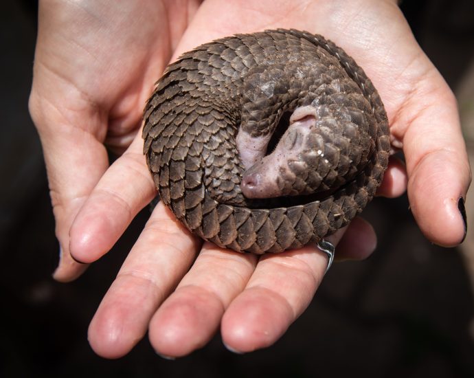 why-is-the-us.-proposing-protections-for-an-animal-that-doesn’t-live-here?