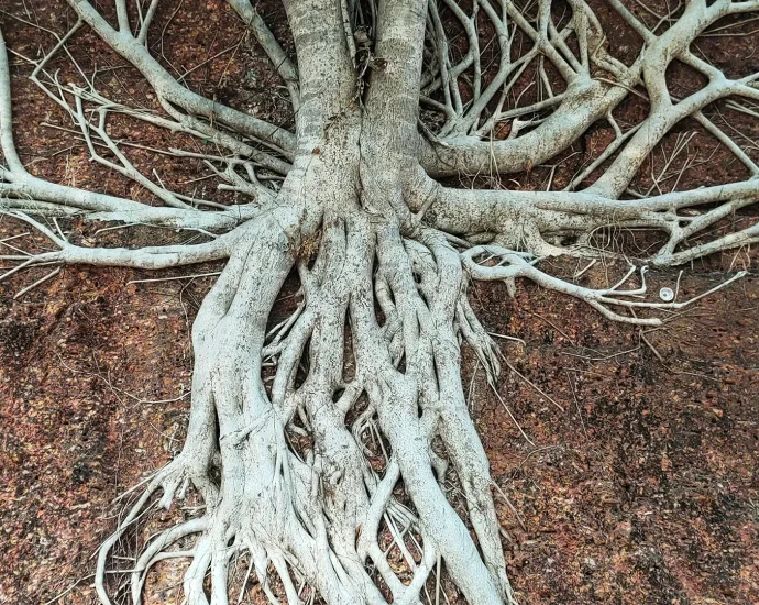 plants’-secret-second-roots-rewrite-the-climate-playbook