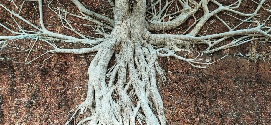 plants’-secret-second-roots-rewrite-the-climate-playbook