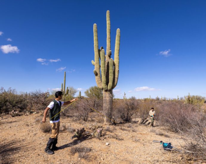 searching-for-hidden-fungi-in-the-sonoran-desert