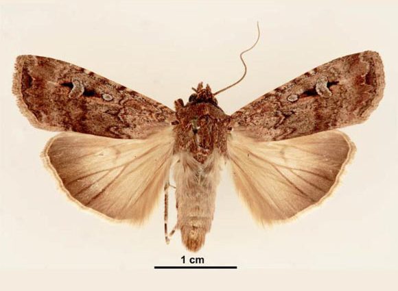 Bogong Moths Use Starry Night Sky as Compass, Scientists Say