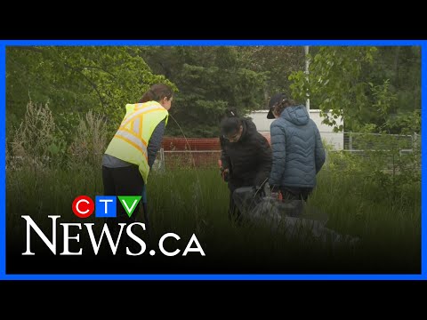 edmontonians-pull-invasive-plants-from-city-spaces