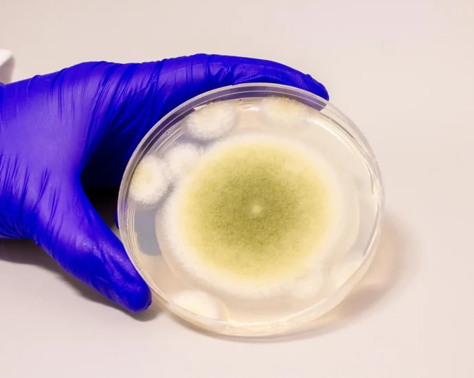 from-cursed-tomb-fungus-to-cancer-cure:-aspergillus-flavus-yields-potent-new-drug