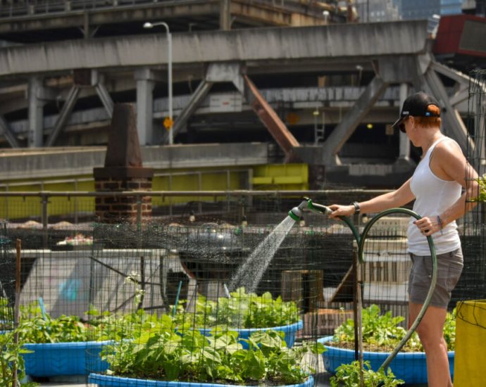 a-new-york-rooftop-blossoms-with-lessons-about-food-literacy