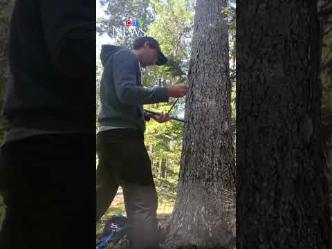 400-year-old-tree-in-nb.-at-risk-of-being-cut-down