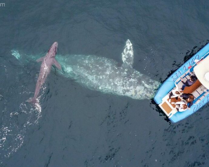 the-numbers-of-gray-whales-migrating-along-the-california-coast-continue-to-plummet