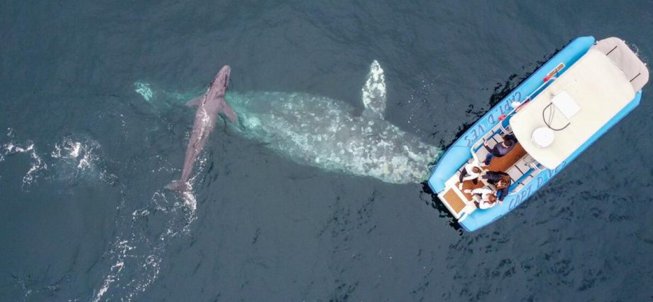 the-numbers-of-gray-whales-migrating-along-the-california-coast-continue-to-plummet