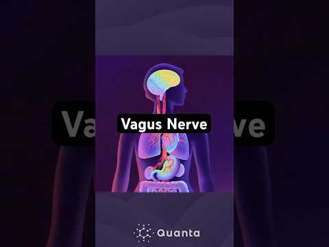 a-surprising-brain-body-connection-discovery-#science-#vagusnerve-#brain