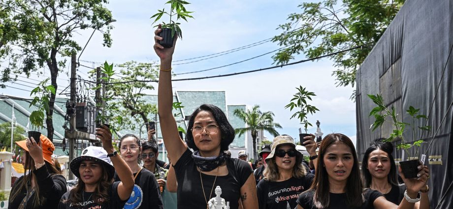 thailand-moves-to-recriminalize-cannabis,-shaking-$1-billion-industry
