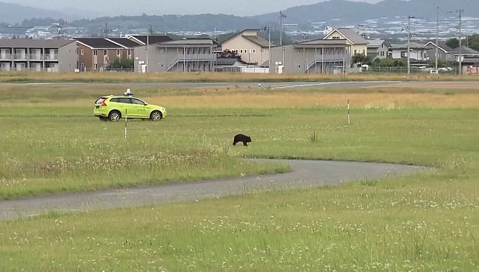 bear-disrupts-flights-at-yamagata-airport,-forces-runway-closure